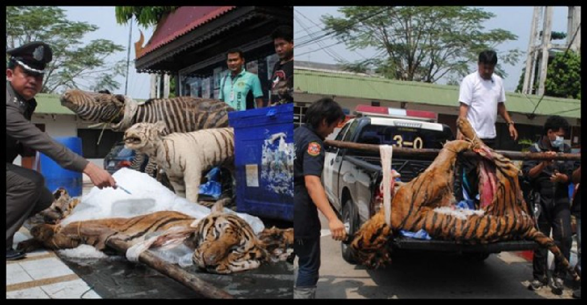 เล็งหมายจับ'อ๊อด บางกรวย'ค้าซากสัตว์ เล็งหมายจับ'อ๊อด บางกรวย'ค้าซากสัตว์