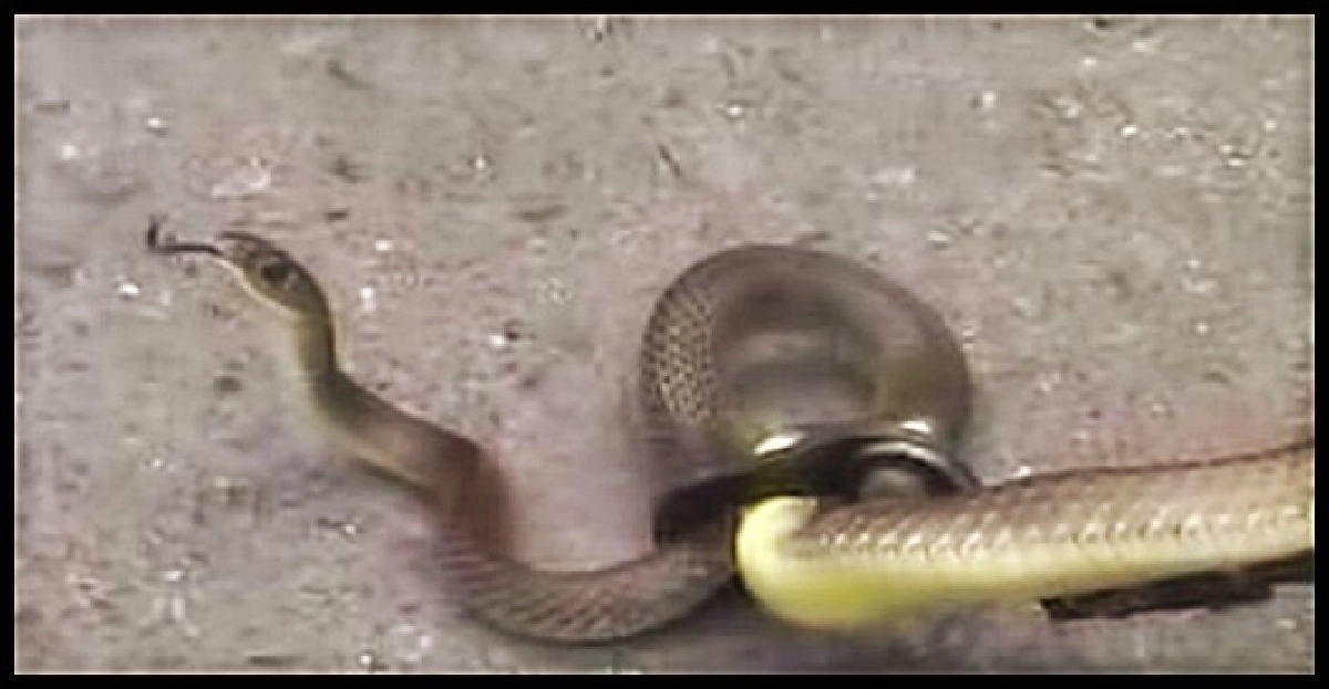 งูสิงห์หนีมุดฟอร์จูนเนอร์