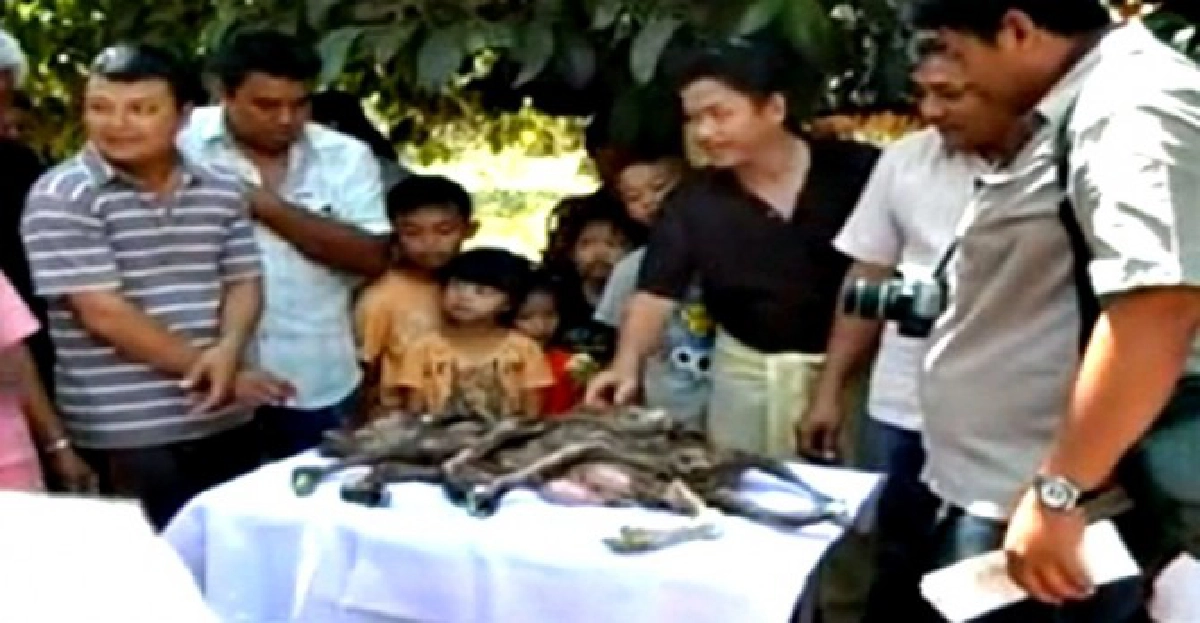 ชาวบ้านตื่น!ลูกวัวประหลาด1หัว7ขา ชาวบ้านตื่น!ลูกวัวประหลาด1หัว7ขา