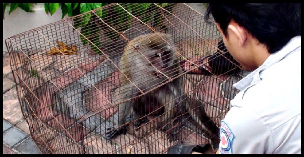 ลิงเขาตังกวนถูกไฟฟ้าช๊อตบาดเจ็บ
ลิงเขาตังกวนถูกไฟฟ้าช๊อตบาดเจ็บ