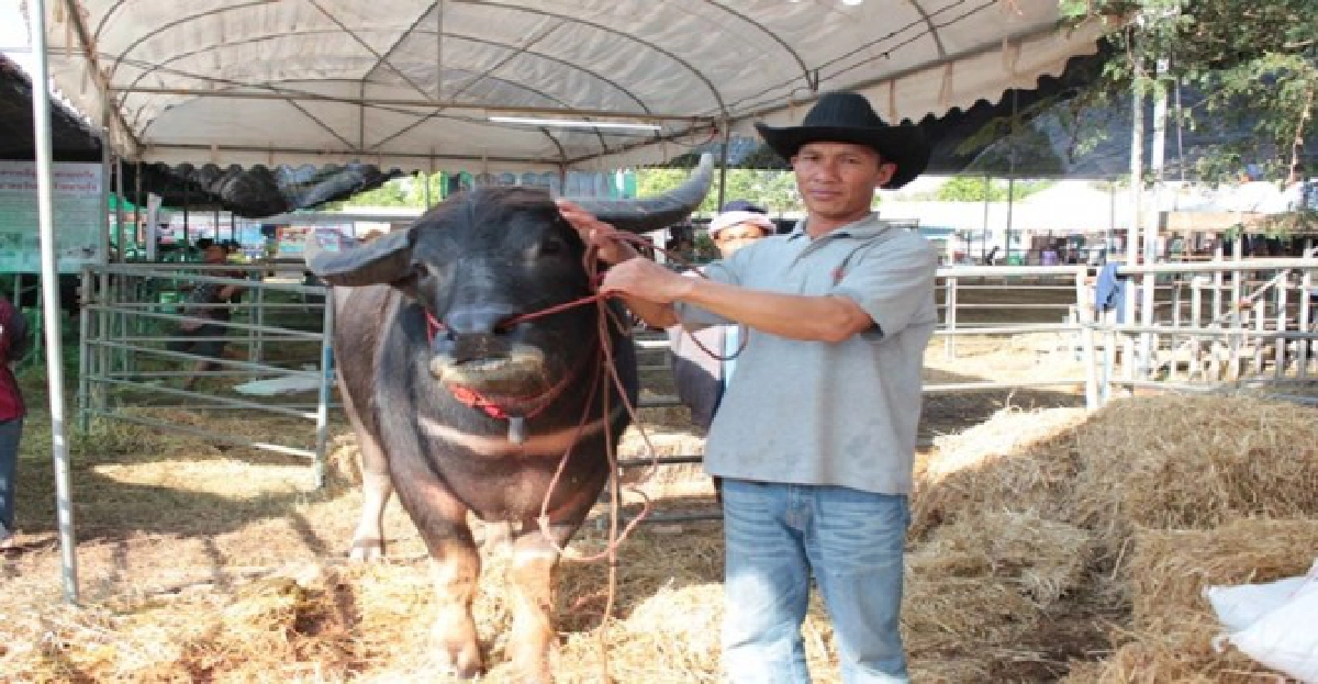 เกษตรกรนักอนุรักษ์ควาย เกษตรกรนักอนุรักษ์ควาย