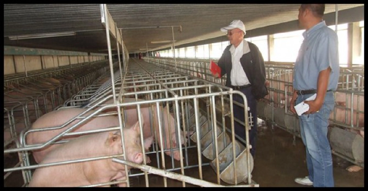 วิบากกรรมหมูเกษตรกรต้องแก้เอง !! วิบากกรรมหมูเกษตรกรต้องแก้เอง !!