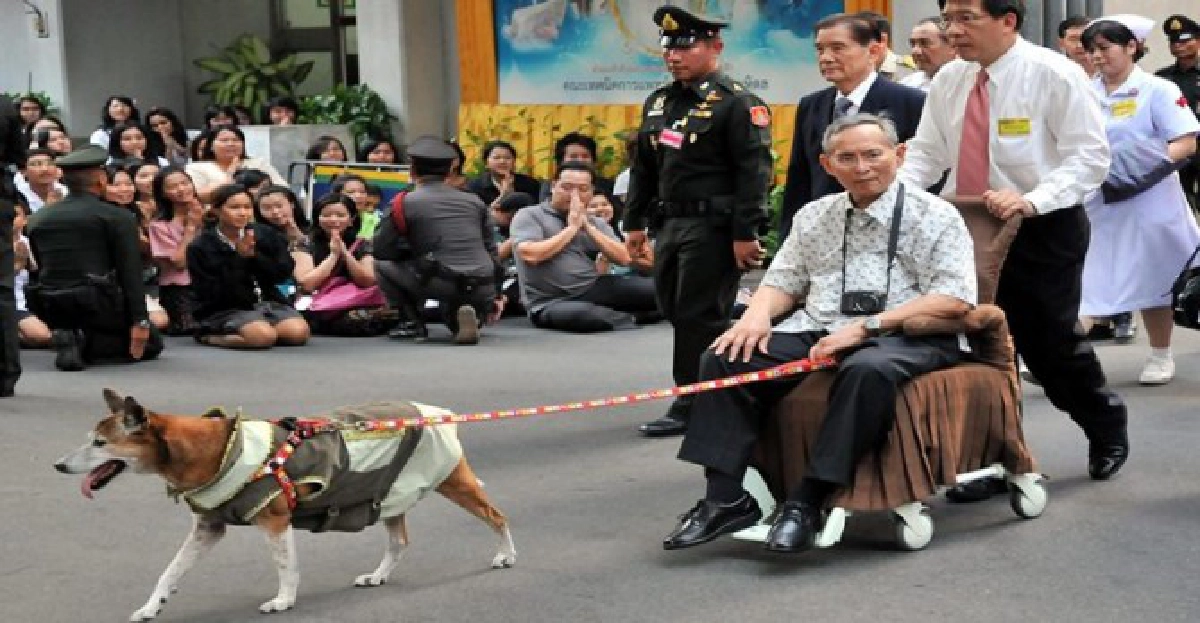ในหลวงทอดพระเนตรแม่น้ำเจ้าพระยา ในหลวงทอดพระเนตรแม่น้ำเจ้าพระยา