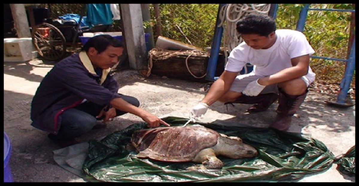 ผ่าพิสูจน์เต่าตายเกยหาดสมิหลา ผ่าพิสูจน์เต่าตายเกยหาดสมิหลา