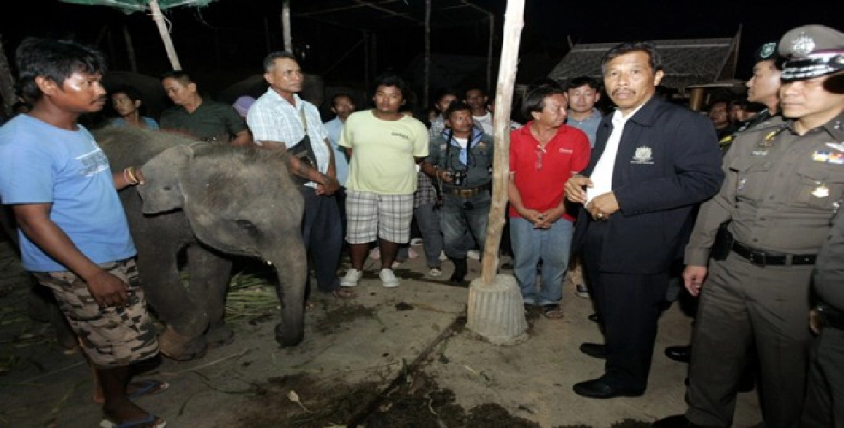 อธ.อุทยานฯตามยึดลูกช้าง2เชือกในภูเก็ต