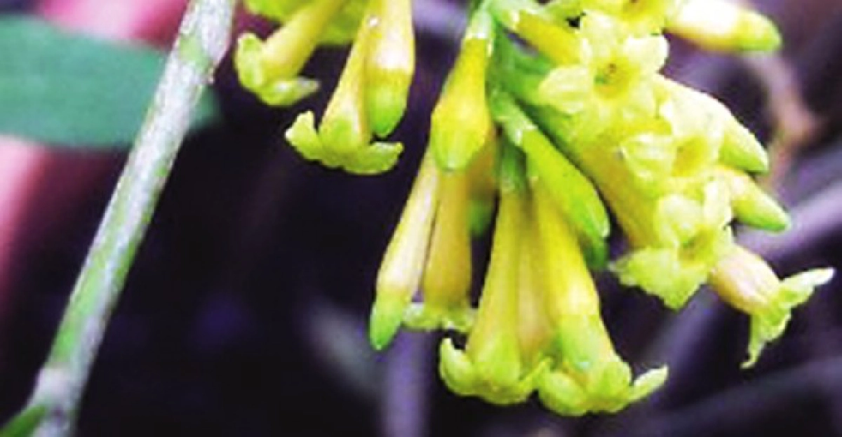 'ราตรีสีทอง'ช่อดอกสวย