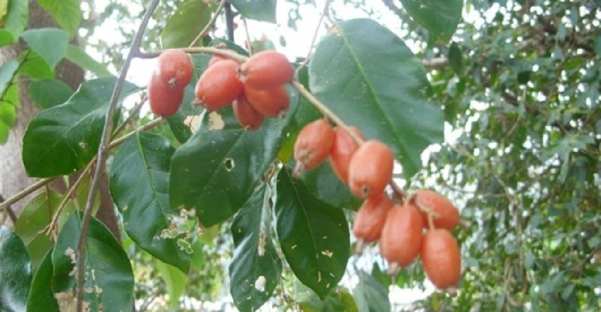 'มะหลอด'ยาระบาย