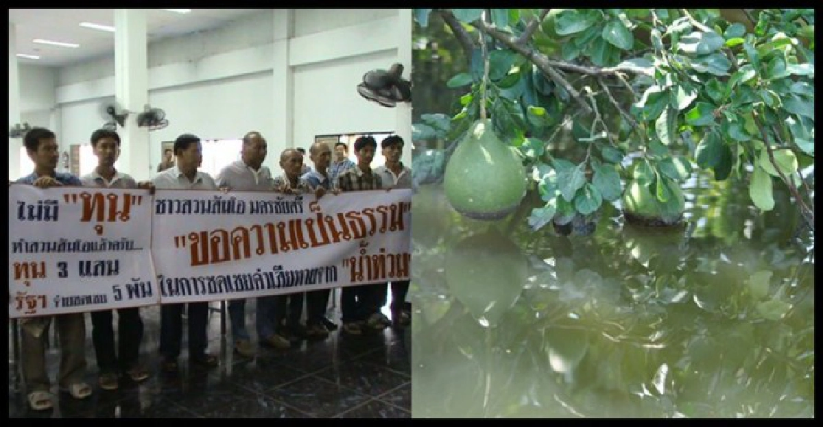 ร้องจ่ายค่าเสียหาย'ส้มโอ'น้ำท่วม ร้องจ่ายค่าเสียหาย'ส้มโอ'น้ำท่วม