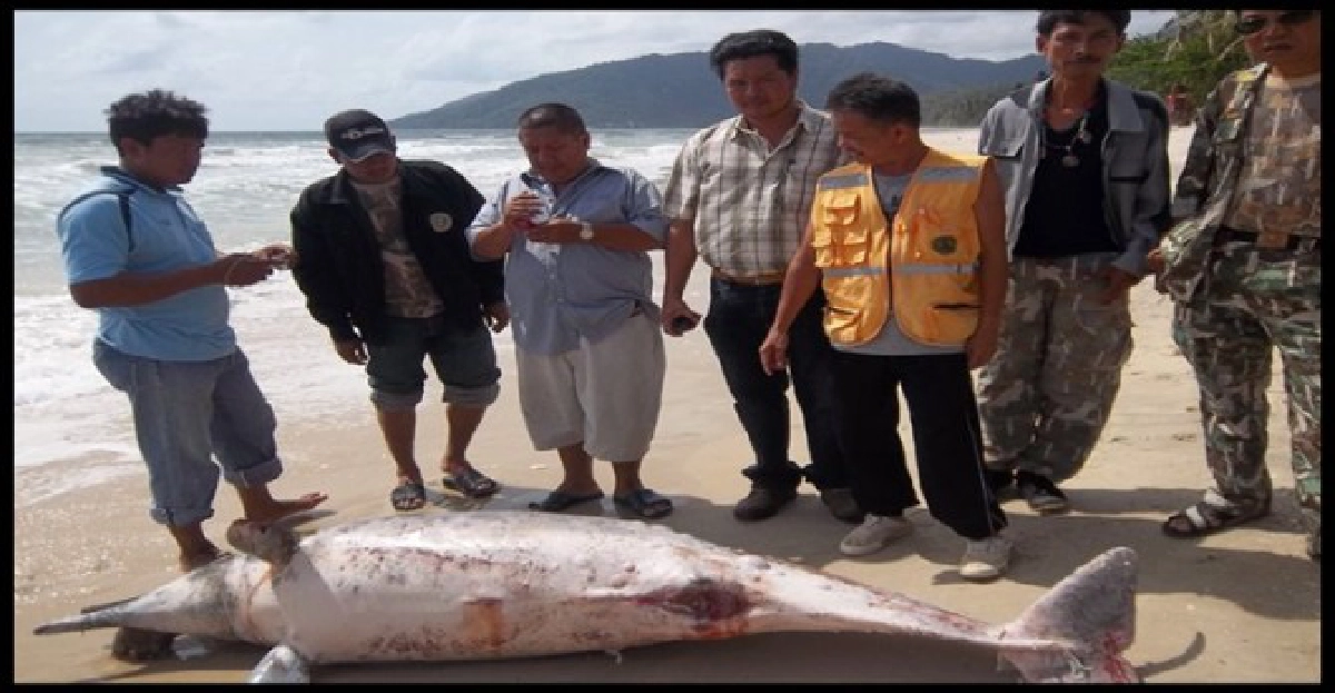 'โลมาสีชมพู'เกยหาดเมืองคอนตาย 'โลมาสีชมพู'เกยหาดเมืองคอนตาย