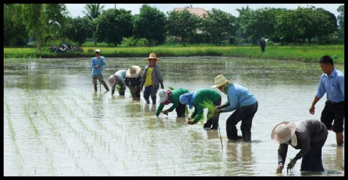 แนะทำนาเกษตรอินทรีย์ลดหมอกควัน แนะทำนาเกษตรอินทรีย์ลดหมอกควัน