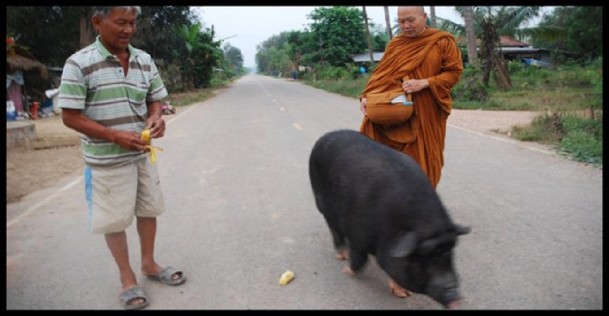'หมูป่าแสนรู้'คุ้มกันพระออกบิณฑบาต 'หมูป่าแสนรู้'คุ้มกันพระออกบิณฑบาต