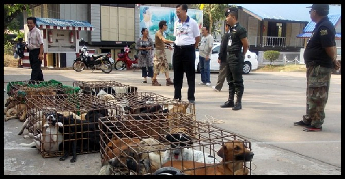ตร.ช่วย'เจ้าตูบ'47ตัวก่อนส่งข้ามโขง ตร.ช่วย'เจ้าตูบ'47ตัวก่อนส่งข้ามโขง
