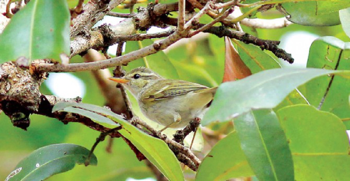 นกกระจิ๊ดเขียวปีกสองแถบ