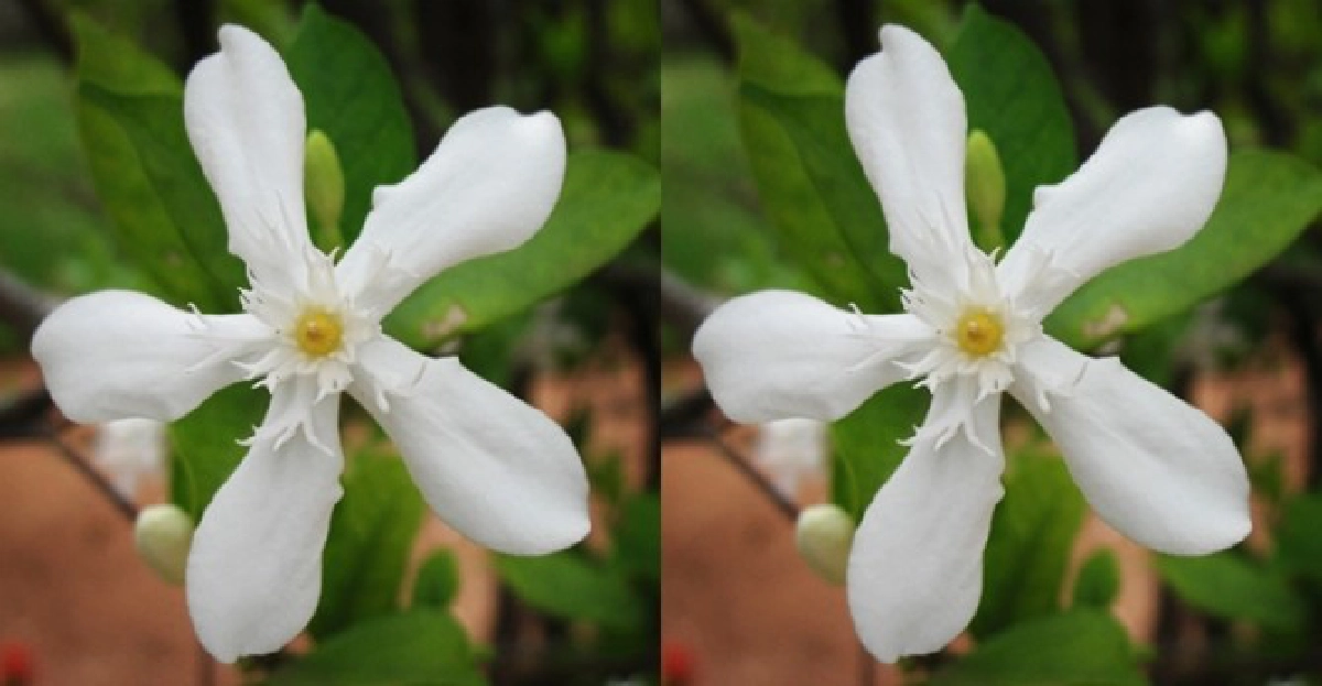 'พุดพิชญา'ดอกบานทน