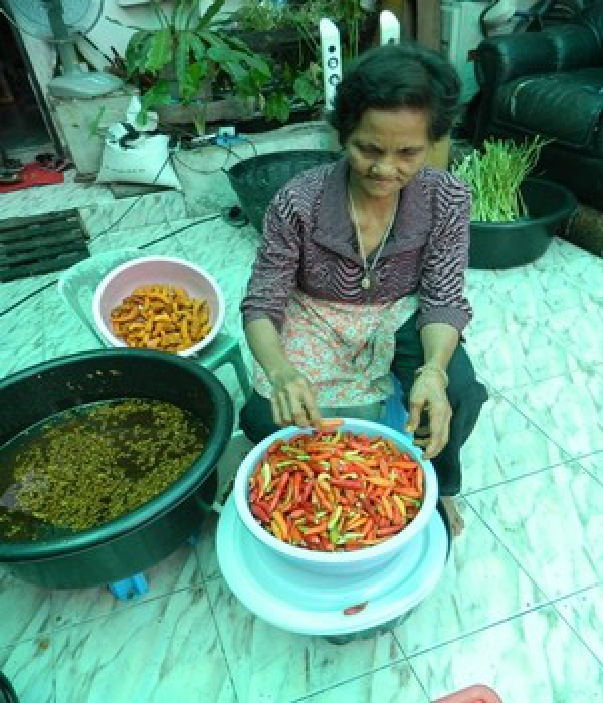 ส.จ.น้ำพริกแกงแหลงใต้ ส.จ.น้ำพริกแกงแหลงใต้