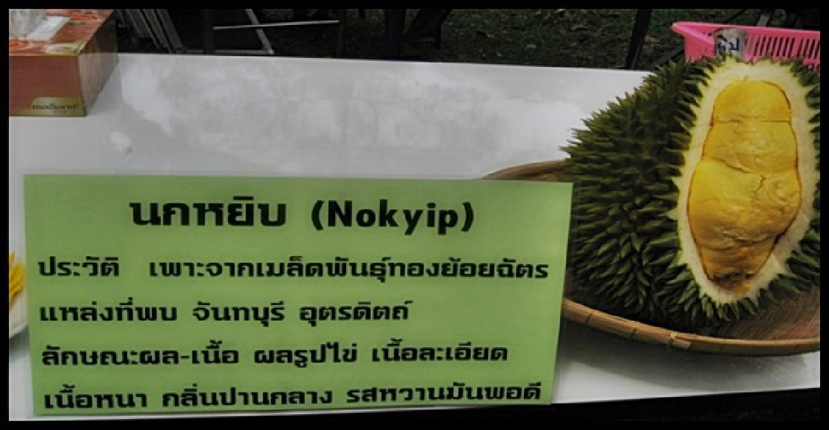 ติวเข้มชาวสวน'ทุเรียนนนท์'ก่อนส่งคืนต้นพันธุ์สู่แหล่งเดิม ติวเข้มชาวสวน'ทุเรียนนนท์'ก่อนส่งคืนต้นพันธุ์สู่แหล่งเดิม