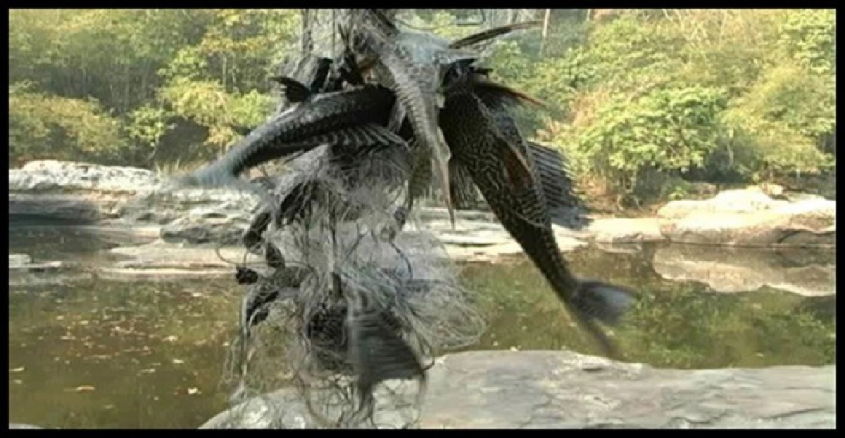 ล่าค่าหัว!ปลาซัคเกอร์ในลำน้ำเข็ก