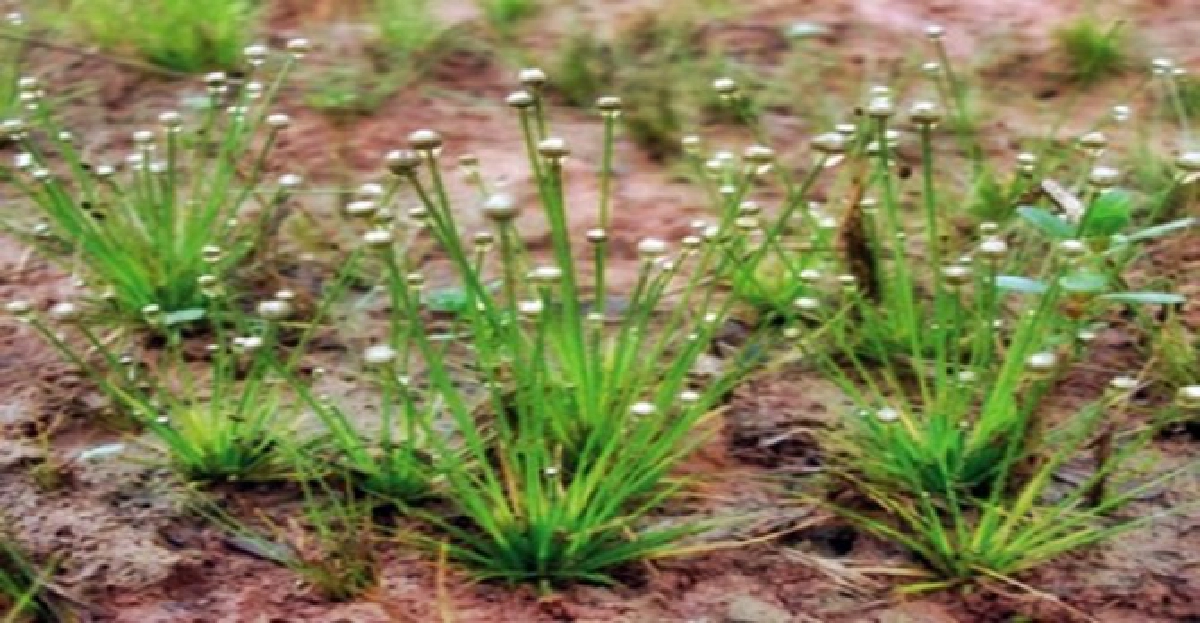 'มณีเทวา'งามฤดูเดียว 'มณีเทวา'งามฤดูเดียว