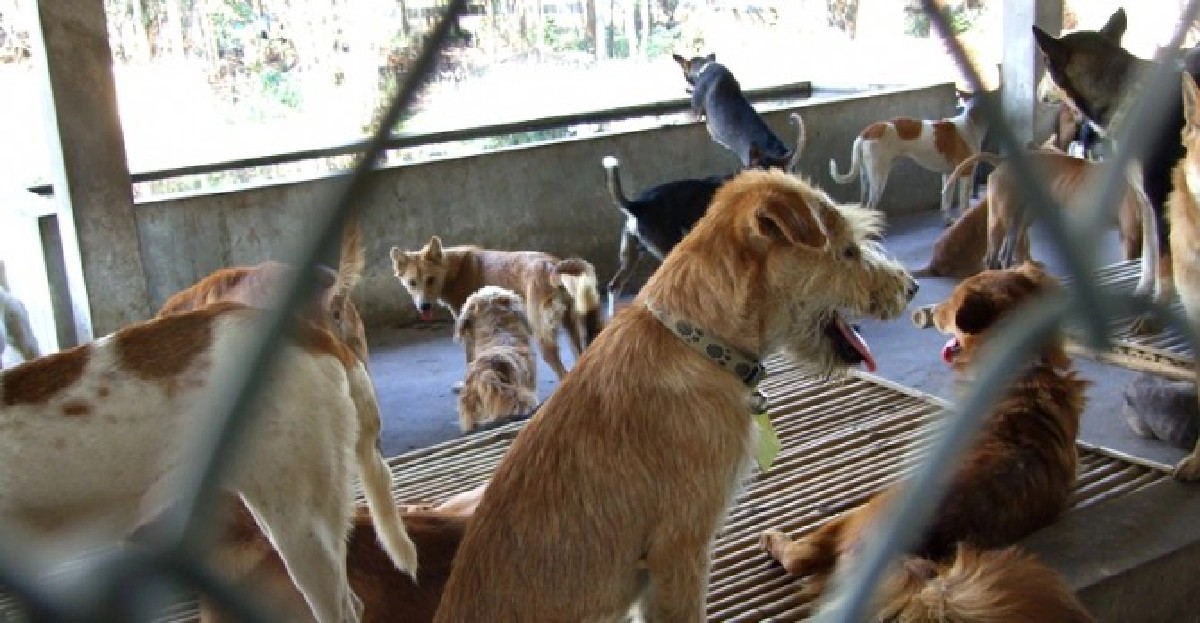 กทม.ผวาโรคพิษสุนัขบ้าระบาดเมือง กทม.ผวาโรคพิษสุนัขบ้าระบาดเมือง