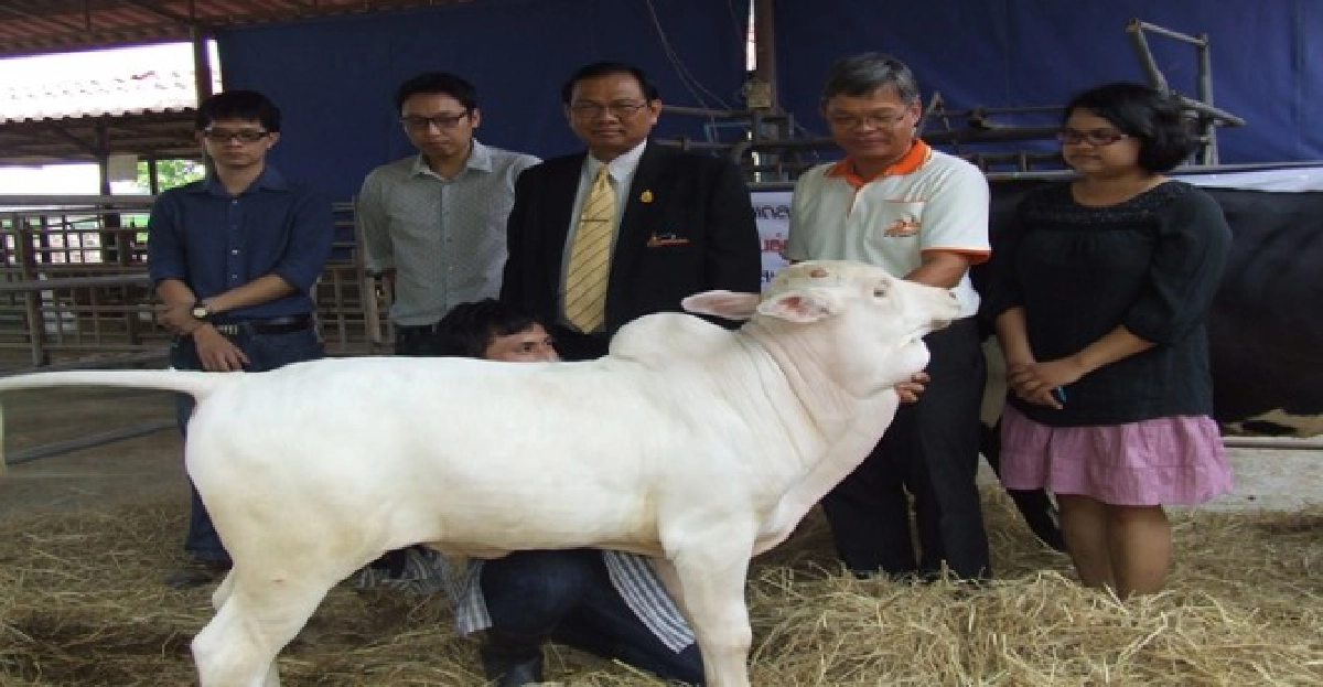 'เศวต'พระโคโคลนนิ่ง!