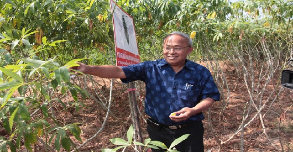 ทุเรียนพันธุ์ใหม่'จันทบุรี4-5-6' ทุเรียนพันธุ์ใหม่'จันทบุรี4-5-6'