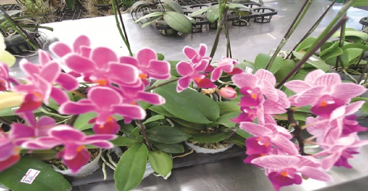 หอมกลิ่นกล้วยไม้:การเรียนรู้ให้ถึงความจริง(4) หอมกลิ่นกล้วยไม้:การเรียนรู้ให้ถึงความจริง(4)
