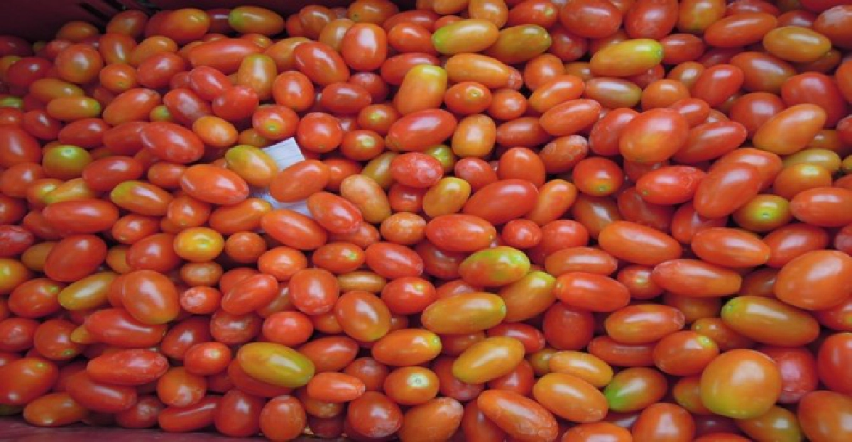 มะเขือเทศเชื่อมอบแห้ง'แม่ฉุย'