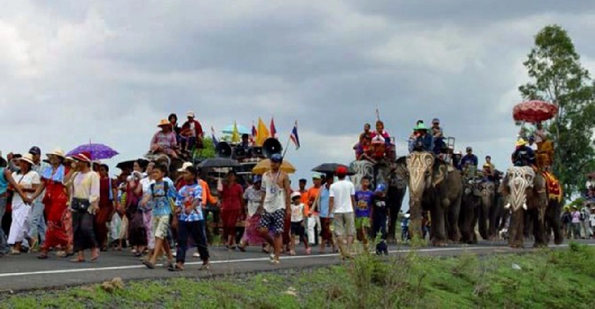 สุรินทร์แห่นาคช้างกว่า100เชือก