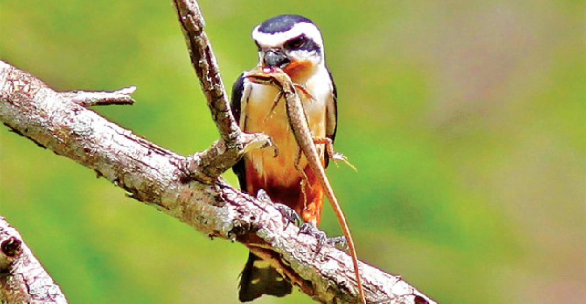 เหยี่ยวแมลงปอขาแดง 