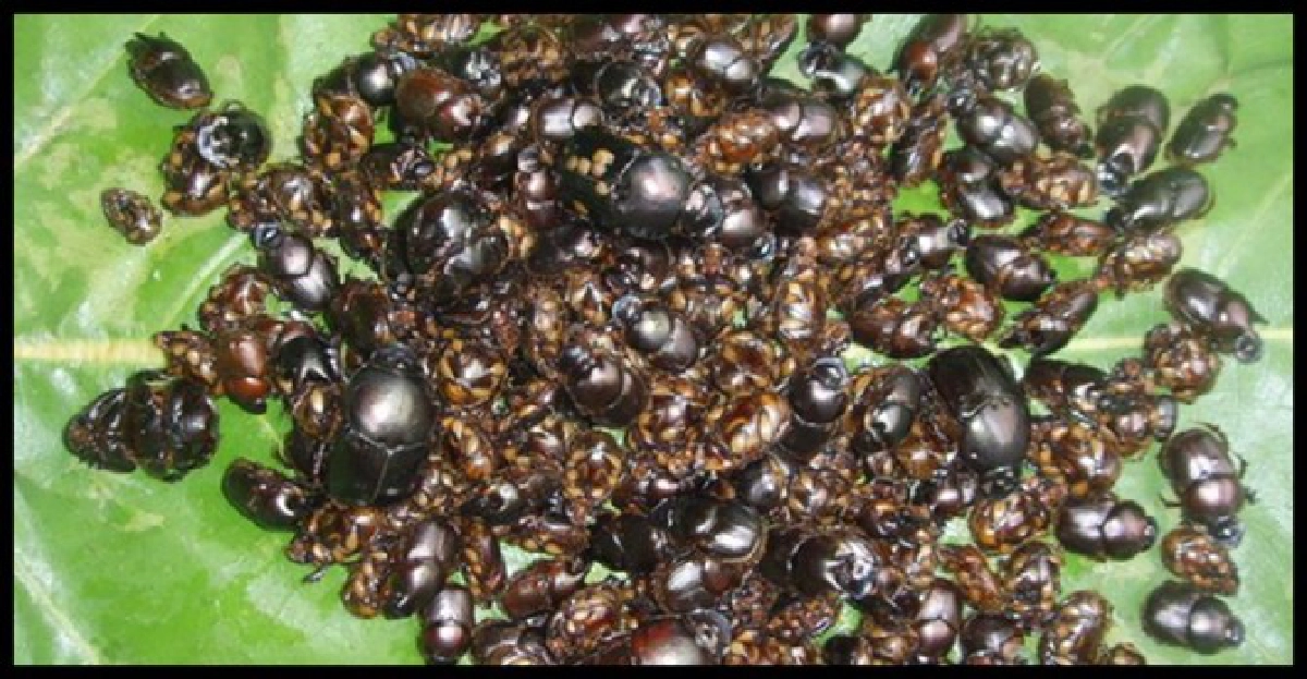 บ้านๆ (II)