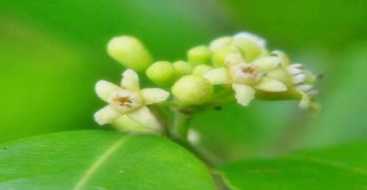 'พะวา'ไม้หายากเป็นยา