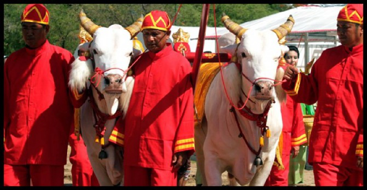 พระโคกินหญ้าน้ำท่าอาหารบริบูรณ์-หยิบผ้า6คืบน้ำน้อย

