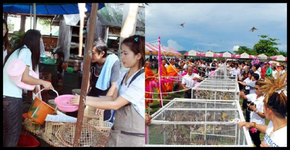 ค้านปล่อยสัตว์ผลวิจัย'ทำบุญ-ได้บาป' ค้านปล่อยสัตว์ผลวิจัย'ทำบุญ-ได้บาป'