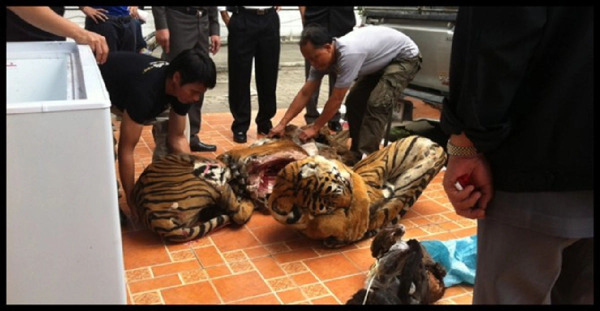 กองปราบฯจับยึดลอบค้าซากเสือโคร่ง
