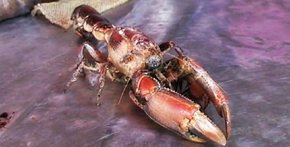 ตื่น!ตัวประหลาดคล้ายปูกุ้งกั้งรวมกัน ตื่น!ตัวประหลาดคล้ายปูกุ้งกั้งรวมกัน