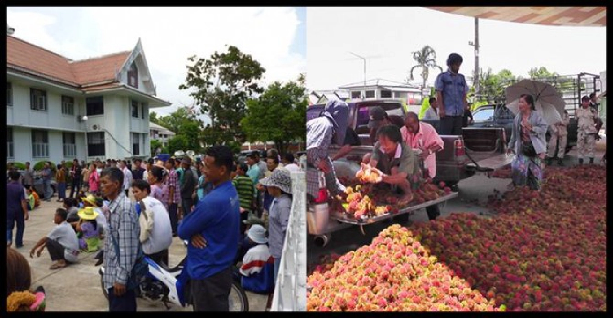 ชาวสวนเงาะตราดปิดถนนเดือดราคาตก ชาวสวนเงาะตราดปิดถนนเดือดราคาตก
