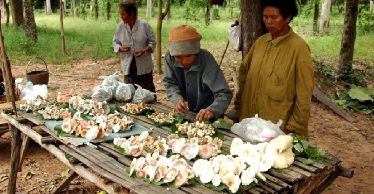 สธ.เชียงใหม่เตือนปชช.กินเห็ดพิษ สธ.เชียงใหม่เตือนปชช.กินเห็ดพิษ