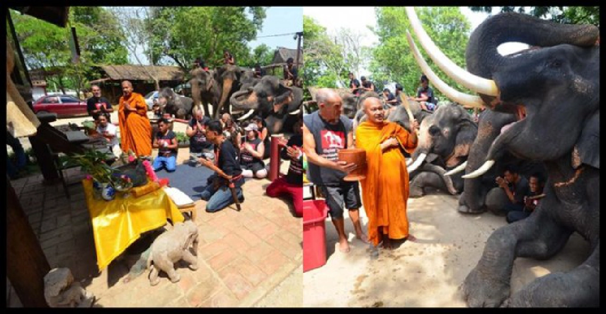 'ปู'เตรียมถวายนาทุ่งมะขามหย่อง7ไร่ 'ปู'เตรียมถวายนาทุ่งมะขามหย่อง7ไร่