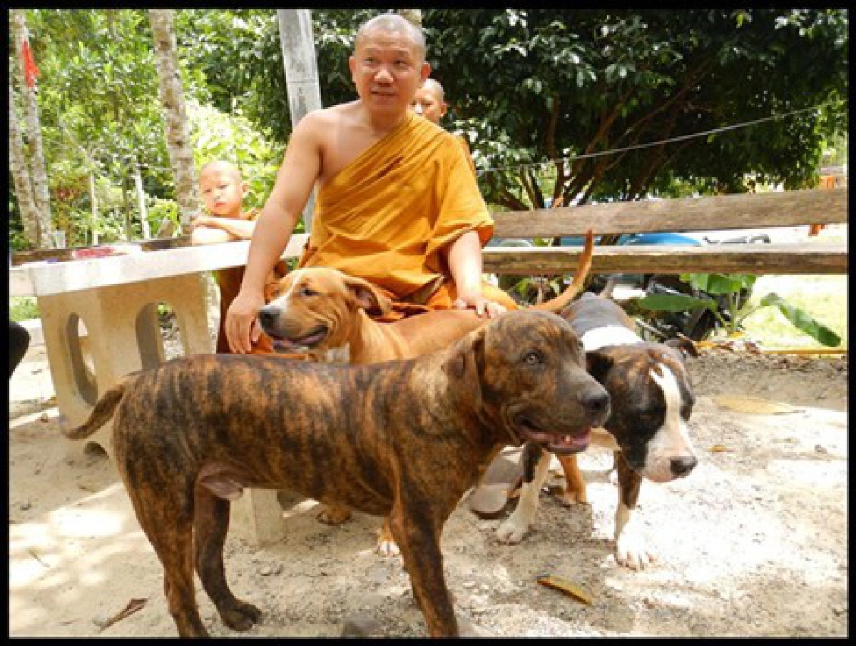 'หมี'ขย้ำสามเณรหมาช่วยรอดตาย 'หมี'ขย้ำสามเณรหมาช่วยรอดตาย