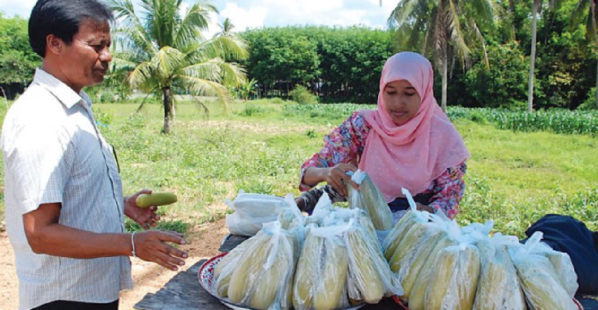 'สงขลา84'ข้าวโพดหวานลูกผสม