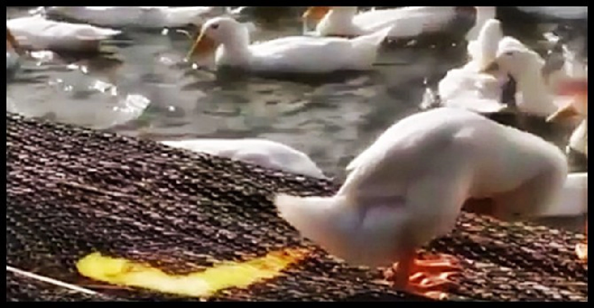 โซเชียลฮิต!สุดยอดเด็ด'เป็ดพ่นไฟ'