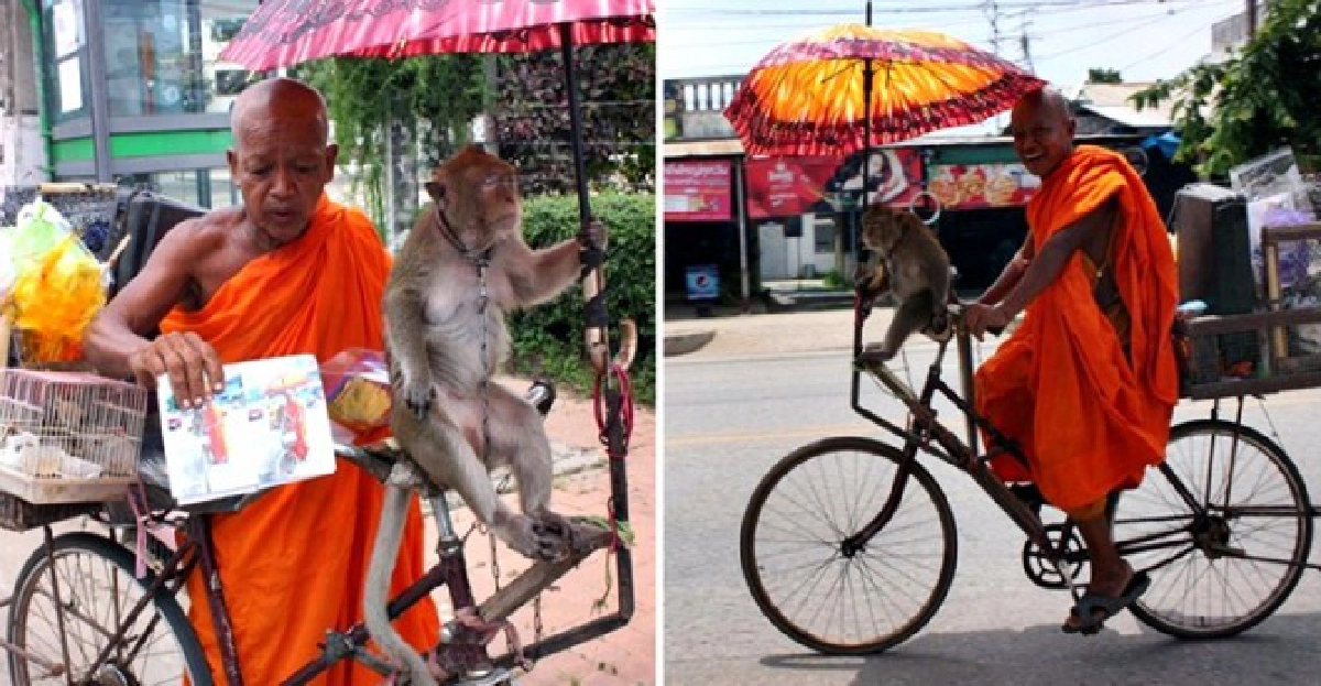เจออีก!พระพเนจรพาลิงขี่จักรยานสร้างบารมี