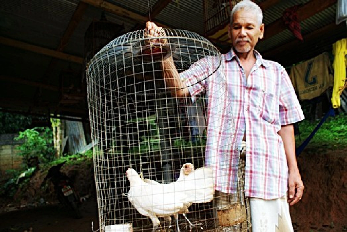 ฮือฮา!ไก่ป่าเผือกขอซื้อเงินหมื่นไม่ขาย ฮือฮา!ไก่ป่าเผือกขอซื้อเงินหมื่นไม่ขาย