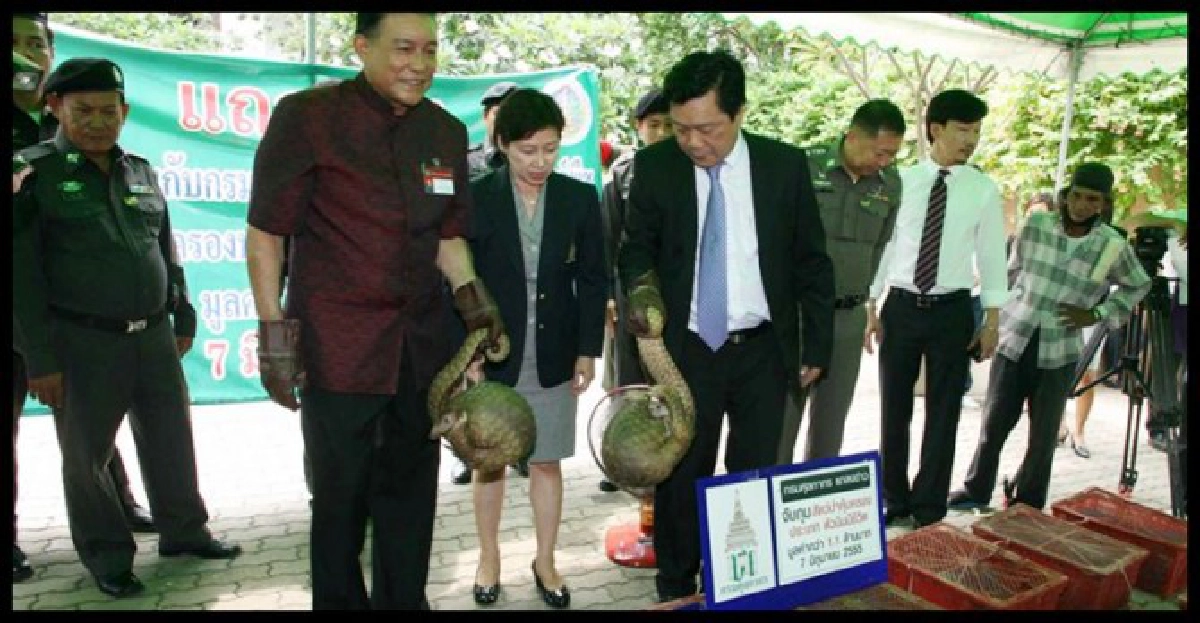 จับขนตัวนิ่มส่งขายลาวมูลค่า1.1ล. จับขนตัวนิ่มส่งขายลาวมูลค่า1.1ล.
