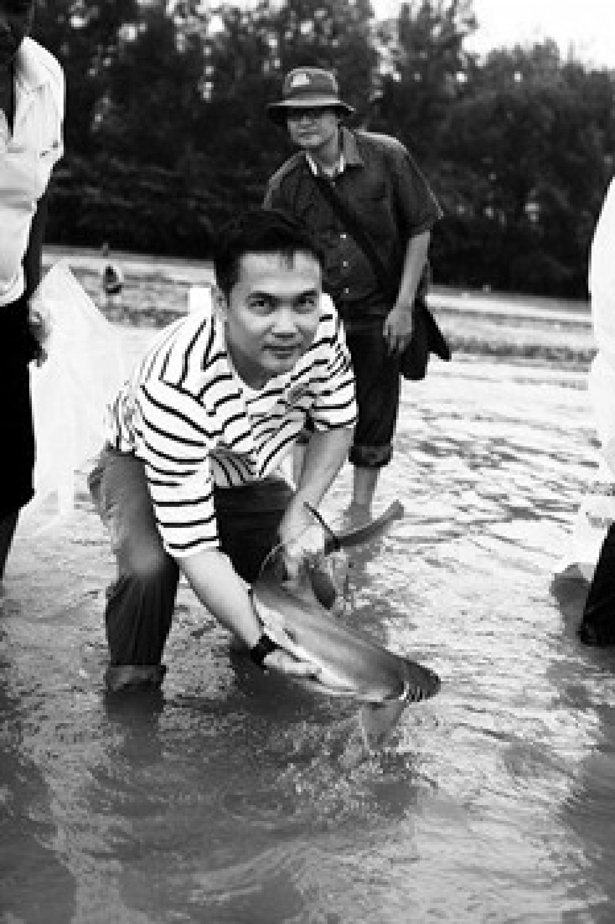 พาฉลามบินปล่อยถิ่นเมืองตรัง