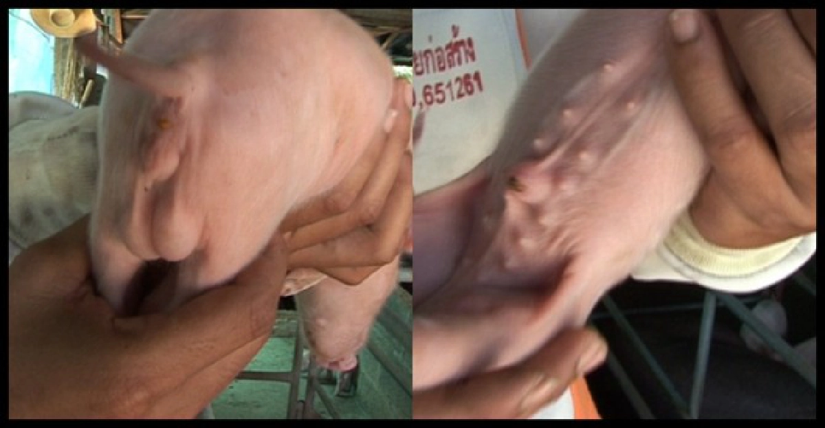 ตะลึง!ลูกหมูประหลาดมี2เพศ