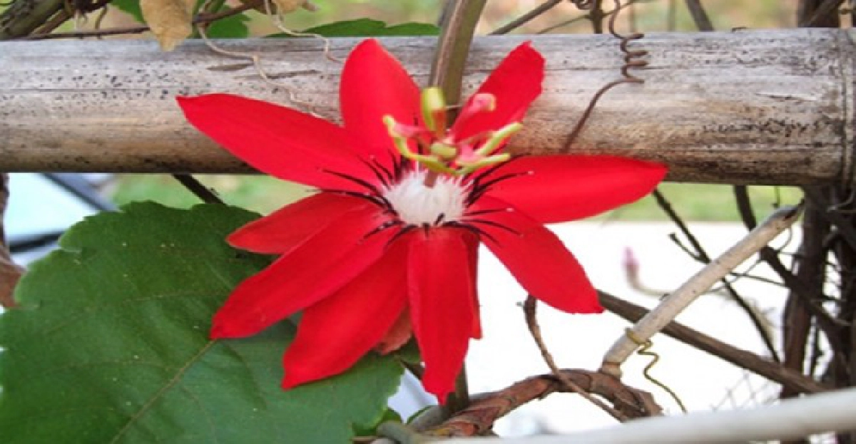 'ศรีมาลา'ไม้นอกดอกสวย