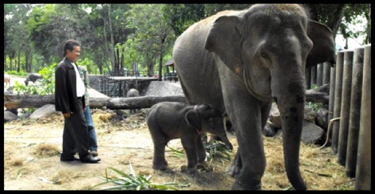 เฮ!'พังไชโย'ตกลูกช้างน้อยเพศเมีย เฮ!'พังไชโย'ตกลูกช้างน้อยเพศเมีย