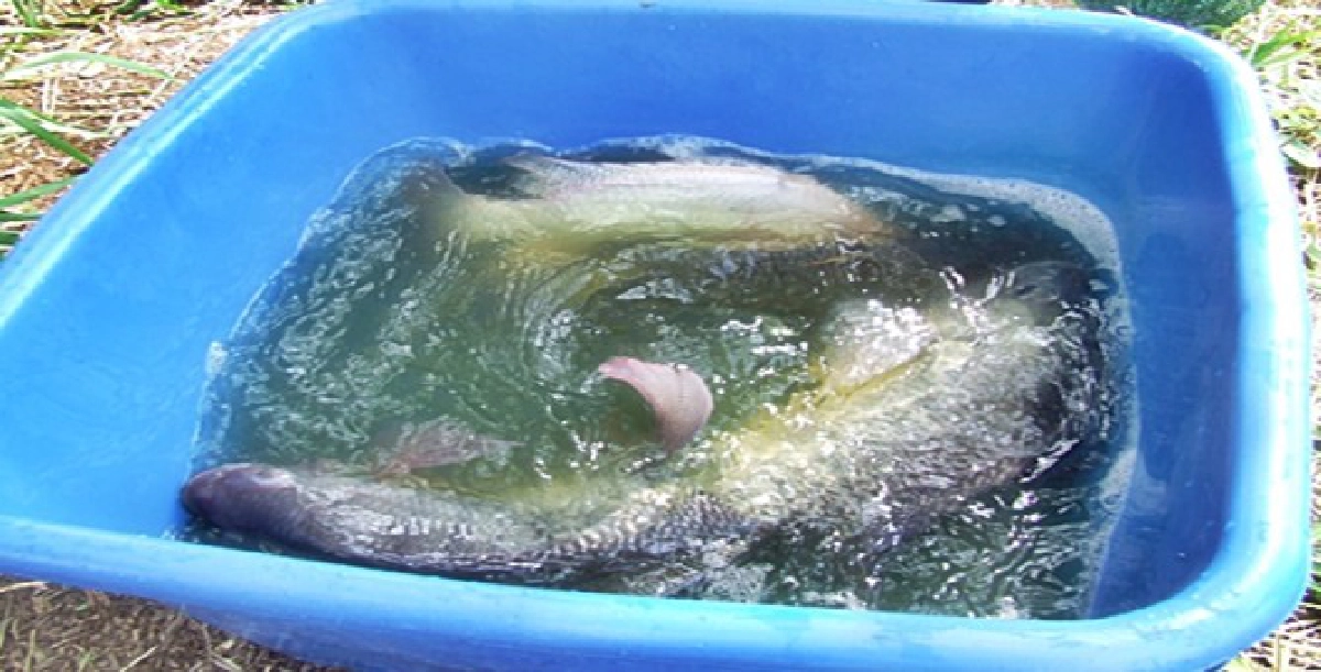 รู้มาเล่าไป:ปลาแปลงเพศ รู้มาเล่าไป:ปลาแปลงเพศ