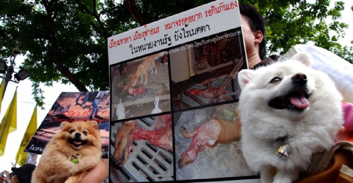 'เก๋'ร้องปชป.ดันพรบ.คุ้มครองสัตว์ 'เก๋'ร้องปชป.ดันพรบ.คุ้มครองสัตว์